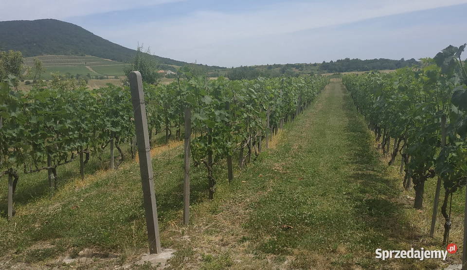 Dom na Węgrzech w okolicy Tokaju lubuskie Gorzów Wielkopolski