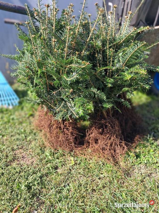 Jodła pospolita 4 L sadzonki 2540 szkółkowane Antoniówka