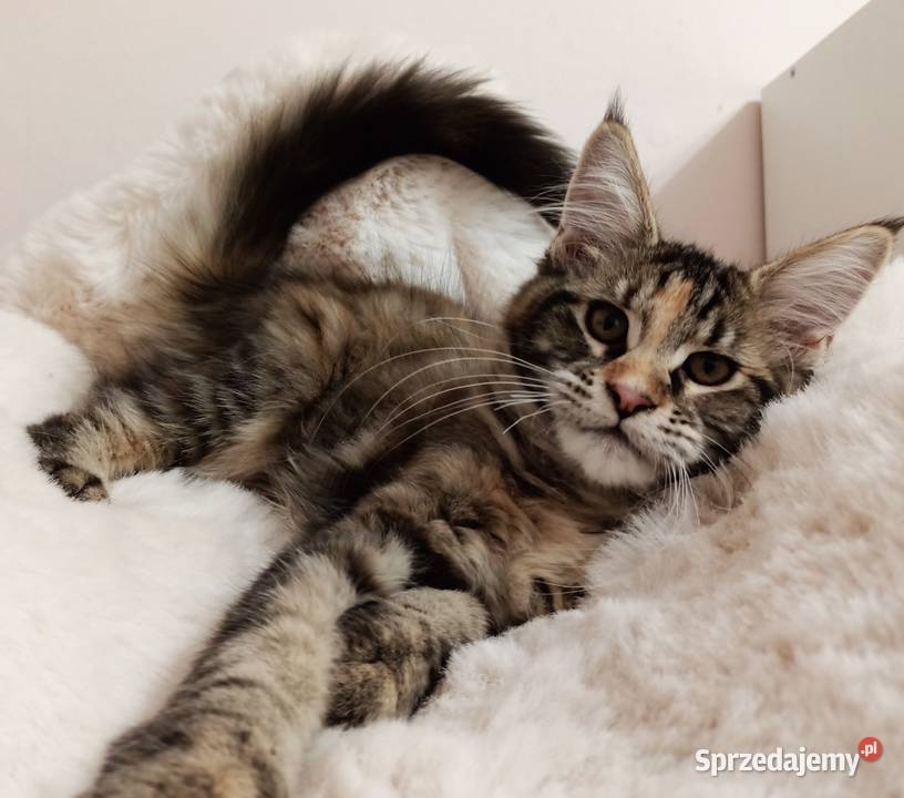 Cudowna koteczka Maine coon Wrocław