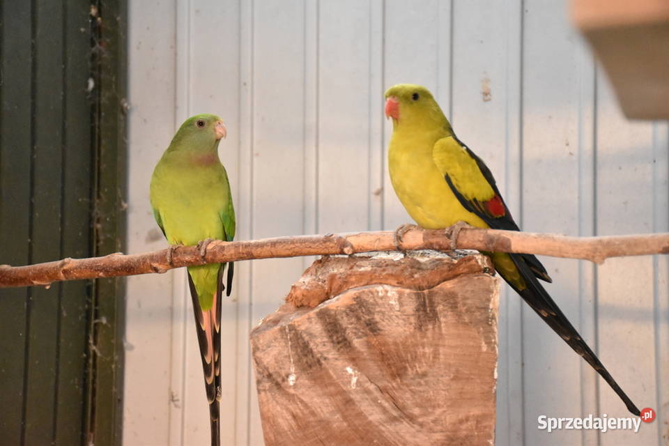 papuga górska para Ptaki Nowe