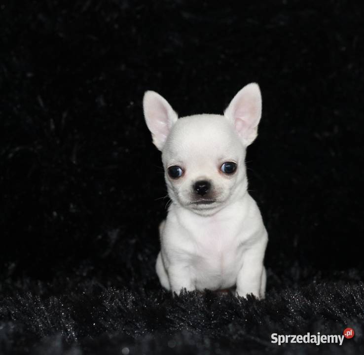 Chihuahua krótkowłosy ZKwP FCI zachodniopomorskie Świnoujście sprzedam