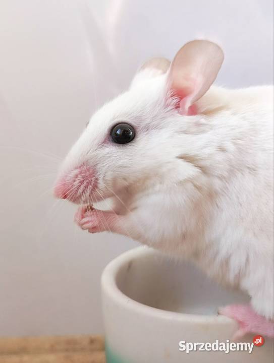 Mastomys mastomysz mysz Warszawa