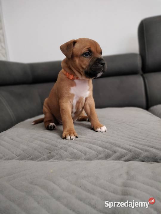 Staffordshire bull terrier staffik Staff ostatni Łódź