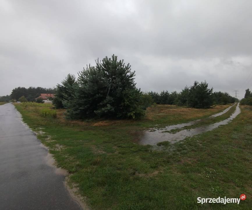Działka budowlana RosochaKolonia budowlana Grunty i działki Rosocha-Kolonia sprzedam