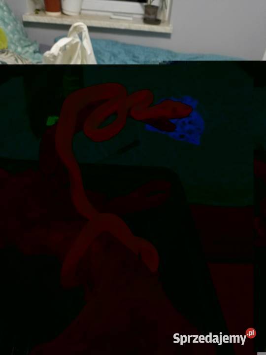 Boa leśny zamienię na pająki Gliwice