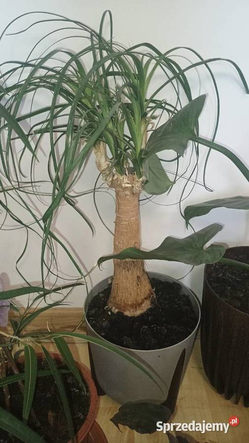 Rośliny doniczkowe wszystkie doniczki Lubartów sprzedam