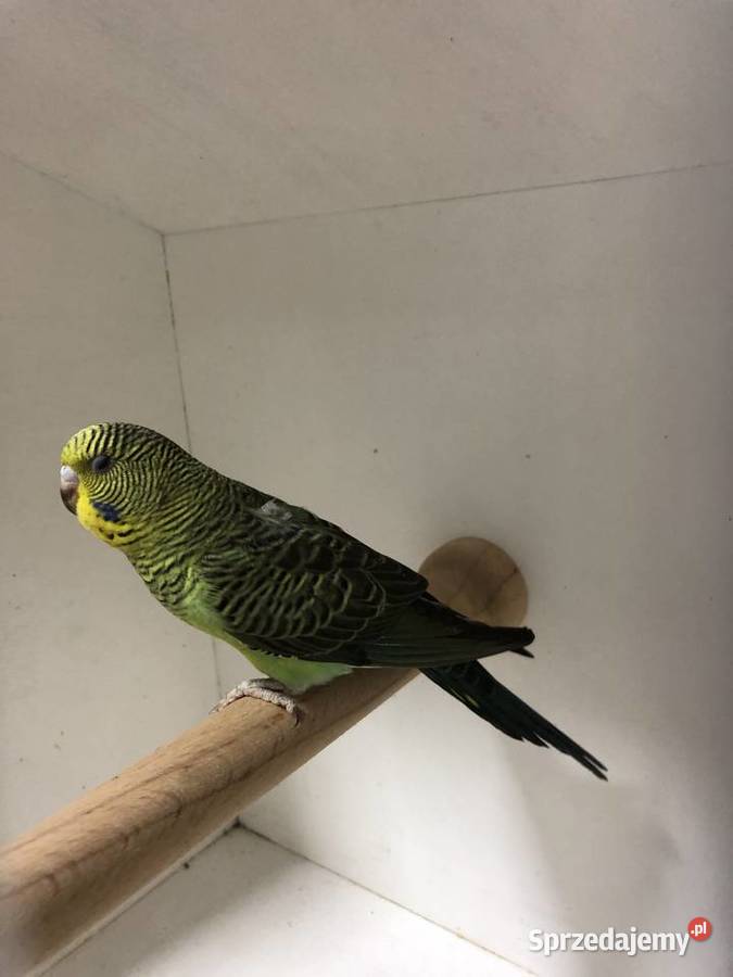 Papugi Faliste BlackWingSzpalt na BW Jedlicze