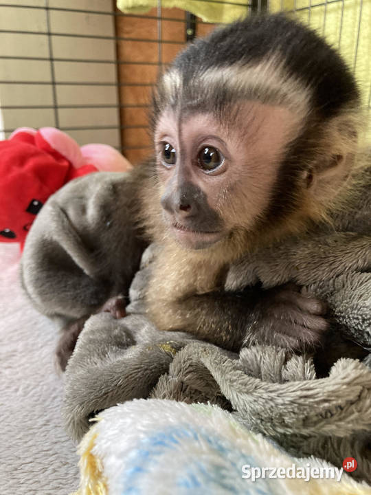 Małkpa kapucynka czubata Kołobrzeg