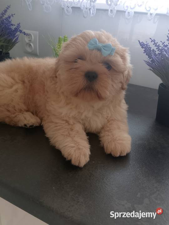 Ostatni piesek rasy ShihTzu szuka domku Namysłów