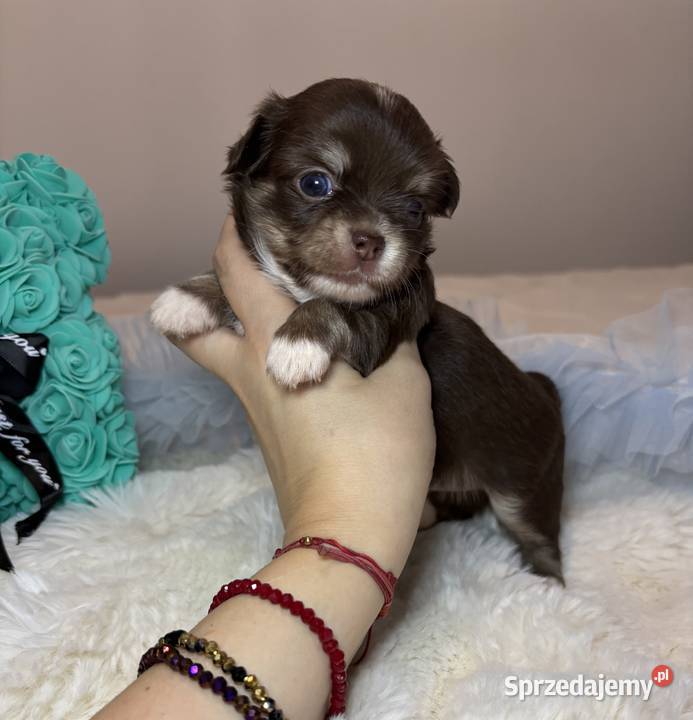 Chihuahua mini piesek czekoladowy długowłosy Bełchatów sprzedam