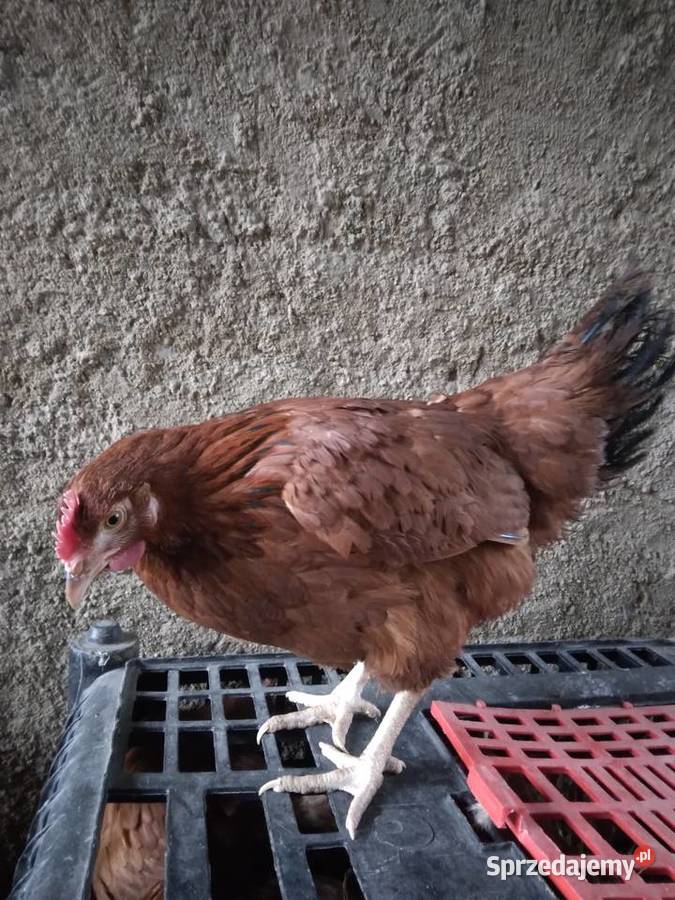 Kury nioski rosa dominant leghorn