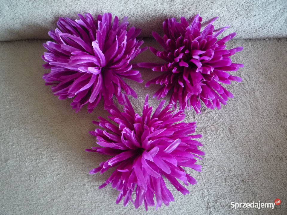 Duża 17 Astry Główka różowa żółta fioletowa Szczecin
