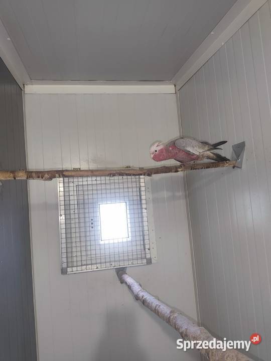 Kadadu Różowe samica 2025 śląskie Pszczyna