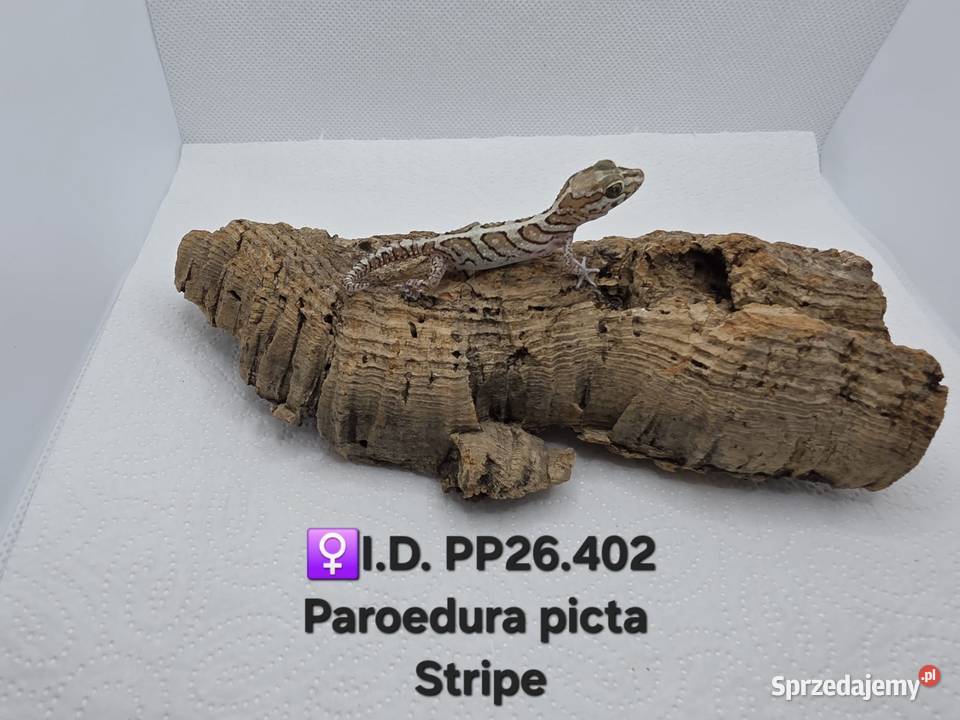 Paroedura Picta gekon madagaskarski Zawiercie