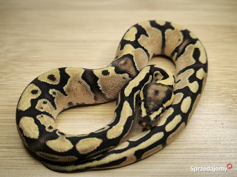 Pyton królewski Enchi Fire het Clown Makowiec
