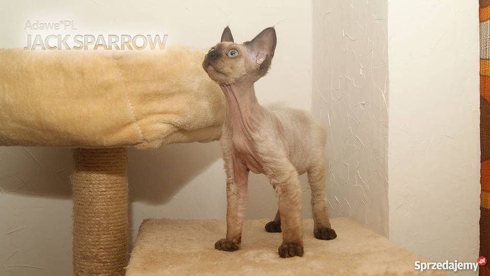 Niesamowity kocurek Devon Rex czekoladowy point Łódź