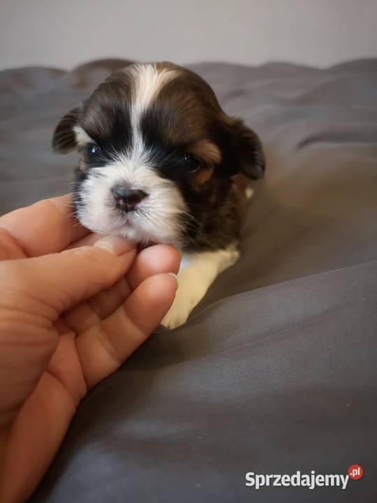 AKTUALNE Szczenięta rasy SHIH TZU hodowla