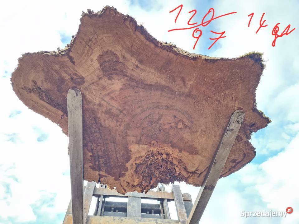 Plastry dębowe pakiet 72sztuk opolskie Zieleniec