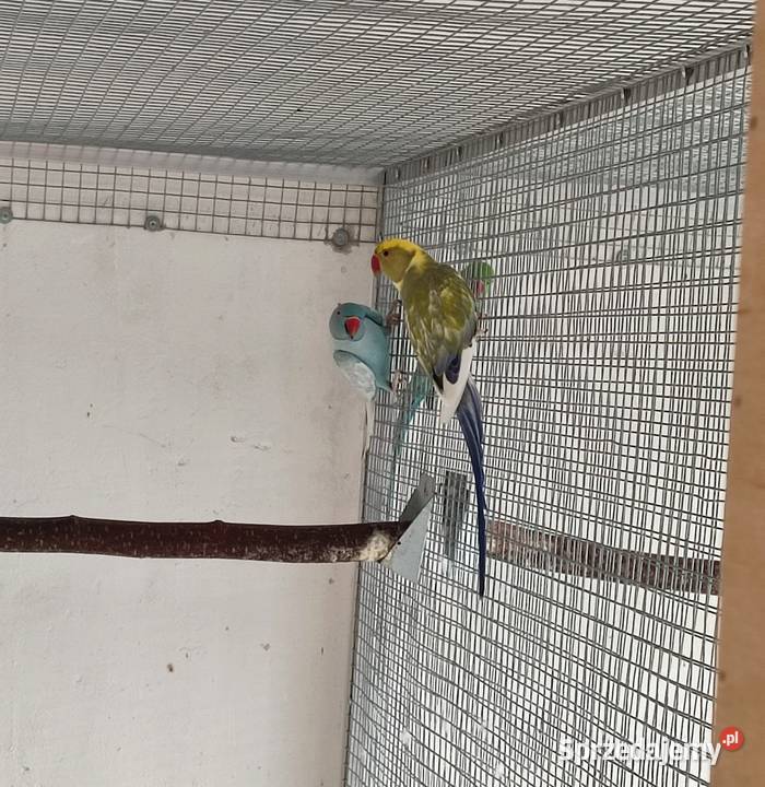 Para papug ar araraun 2023r Ptaki Boguchwałowice