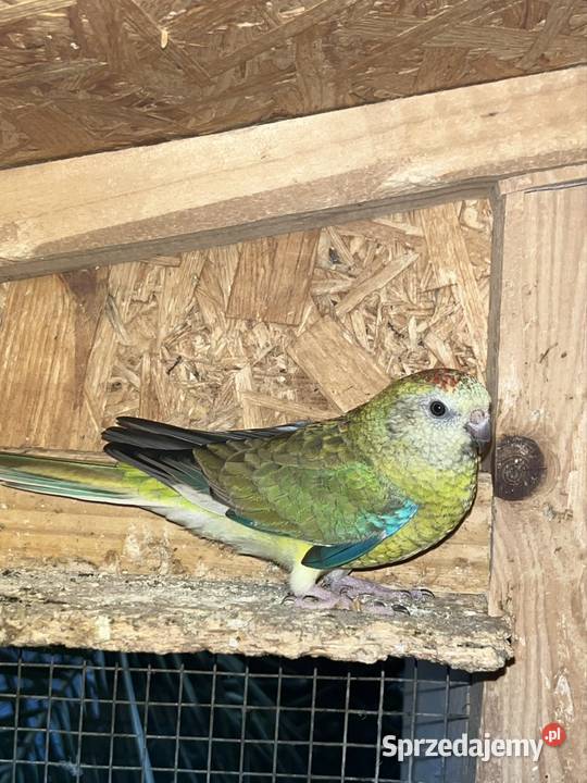 Sprzedam papugę swiergote Busko-Zdrój