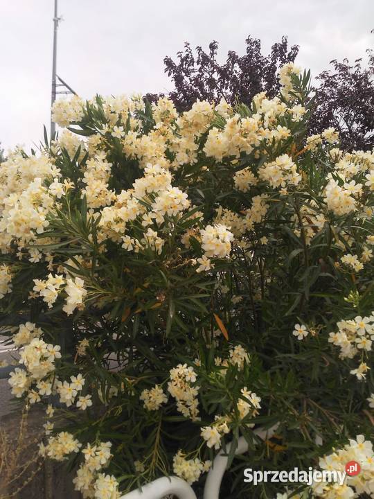 Oleander o ŻÓŁTYCH i ŁOSOSIOWYCH kwiatach