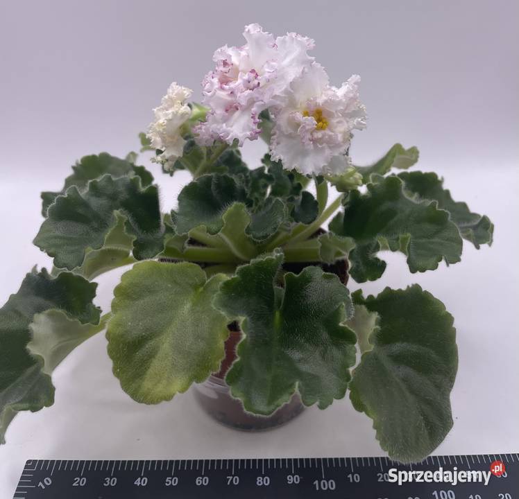 Fiołek afrykański kwitnąca sadzonka Jędrzejów