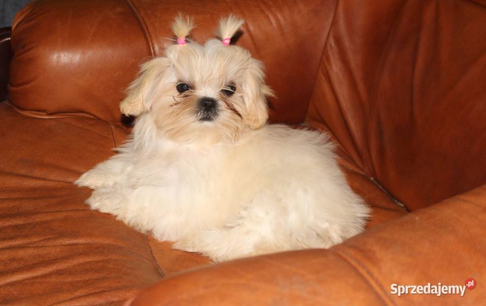 SHIH TZU UNIKATOWE BIAŁE Z KOMPLETEM SZCZEPIEŃ Świebodzice