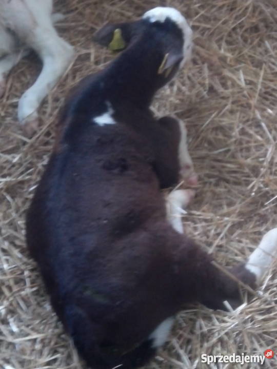 Cielaki mieszańce simental RW HO jałówki Pozostałe