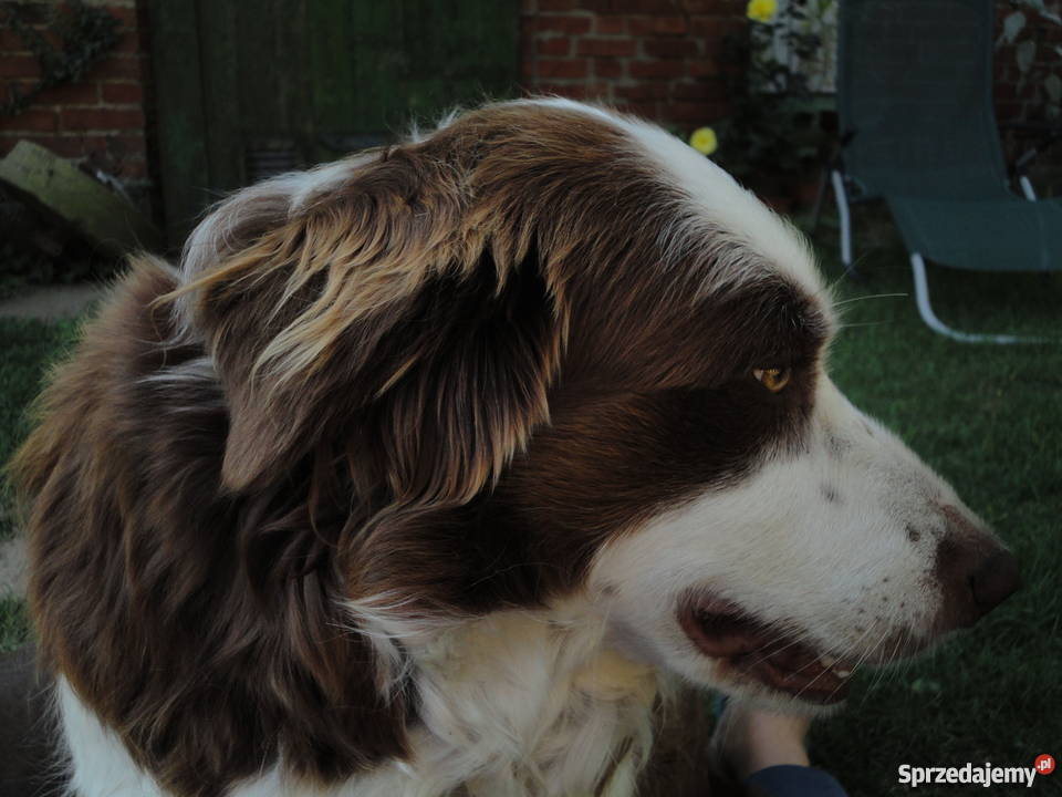 Super Border Collie Psy Szczecin sprzedam