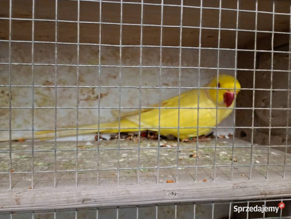 Sprzedam samca aleksandreta obrożna Ptaki