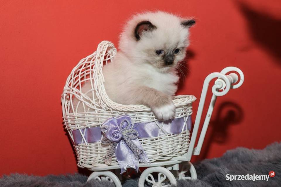 Ragdoll kocięta o umaszczeniu seal mitted Piorunówek
