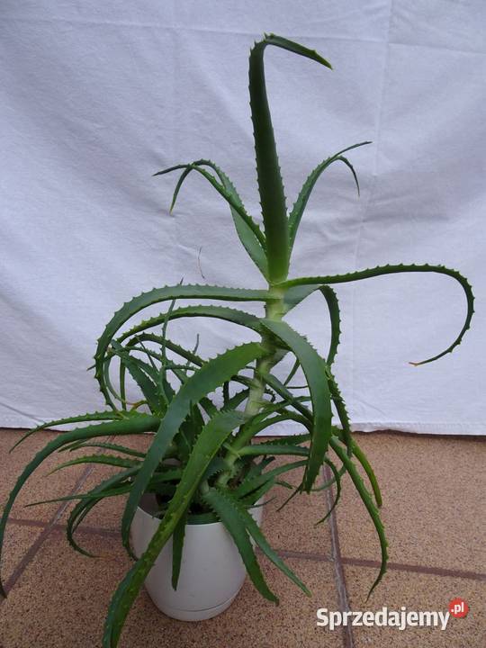 Aloes leczniczy roślina domowa Kaktusy i sukulenty
