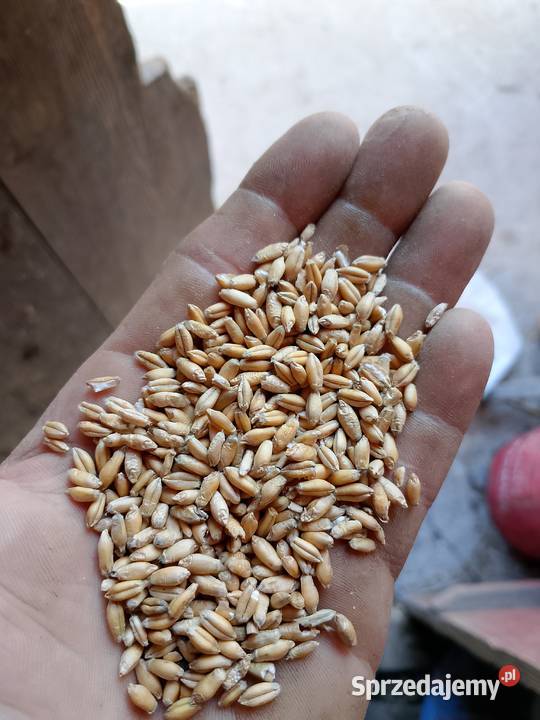 Przenżyto zbiór 2025 Krzesławice