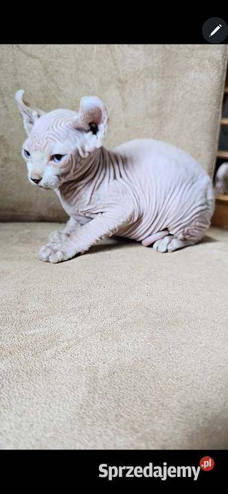 Gotowy do odbioru BIAŁY SFINKS SPH SPHYNX domowa Jaworzyna Śląska