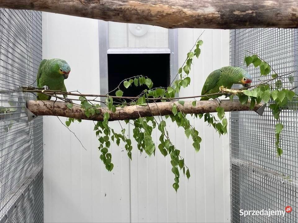 Amazonka żółtolica samiec 2023r DNA Koło sprzedam