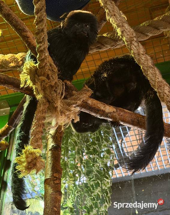 małpki Miko czarny Callimico goeldii Stanięcice sprzedam
