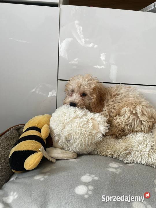 Śliczna sunia pudel Jordanów