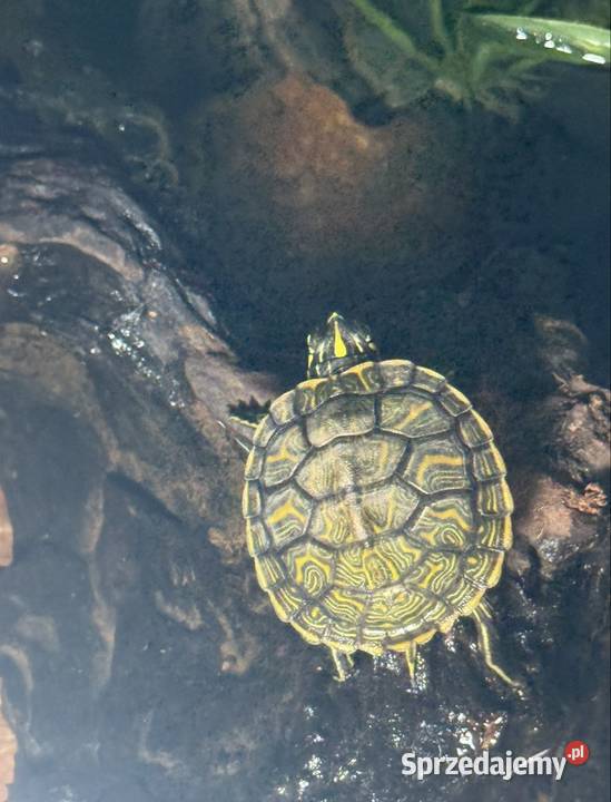 Oddam żółwia wodno lądowego Łódź