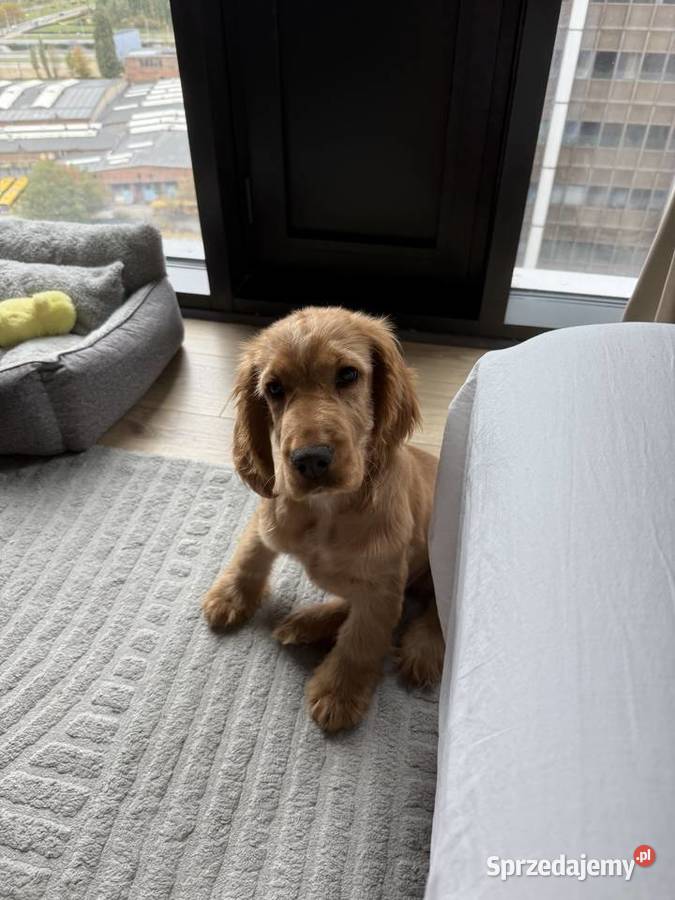 Szczeniak Cocker Spaniel Angielski sprzedam