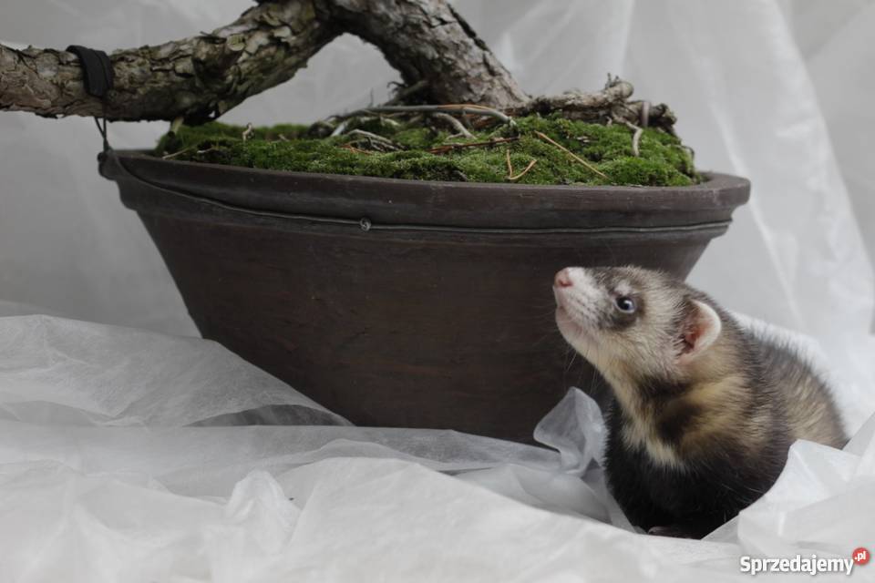 Tchórzofretka 3 miesięczna Piękna samiczka Wrocław