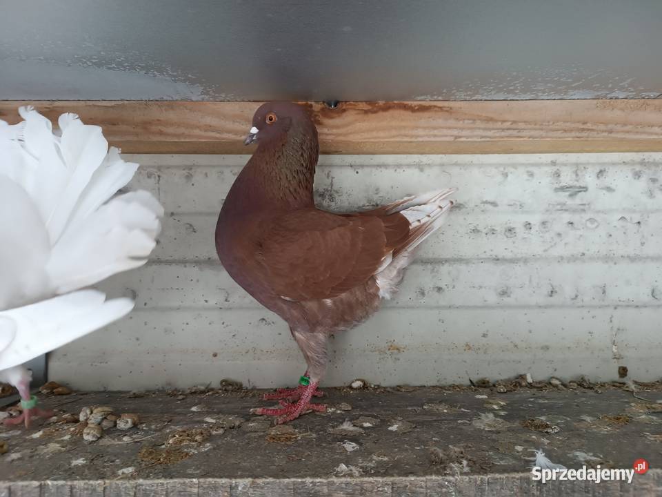 Modena Modeny niemieckie golębie ozdobne kuraki Sewerynówka sprzedam