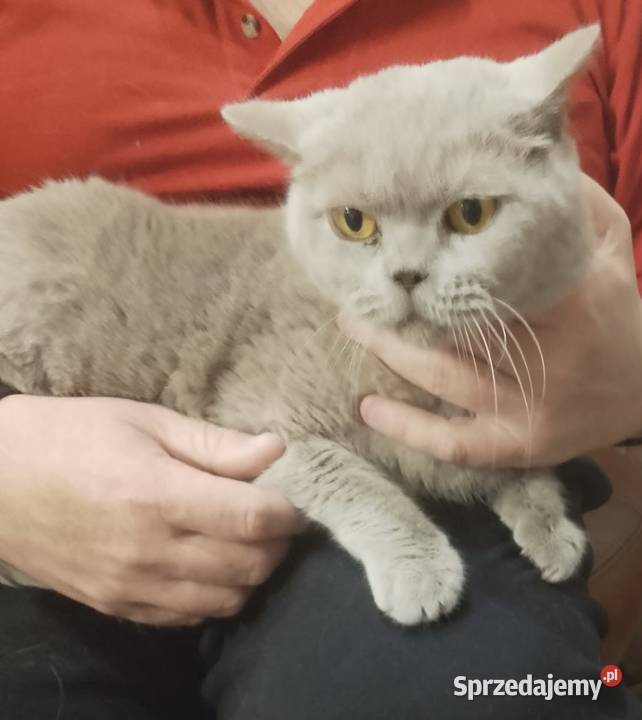 Kot Brytyjski Aleksandria