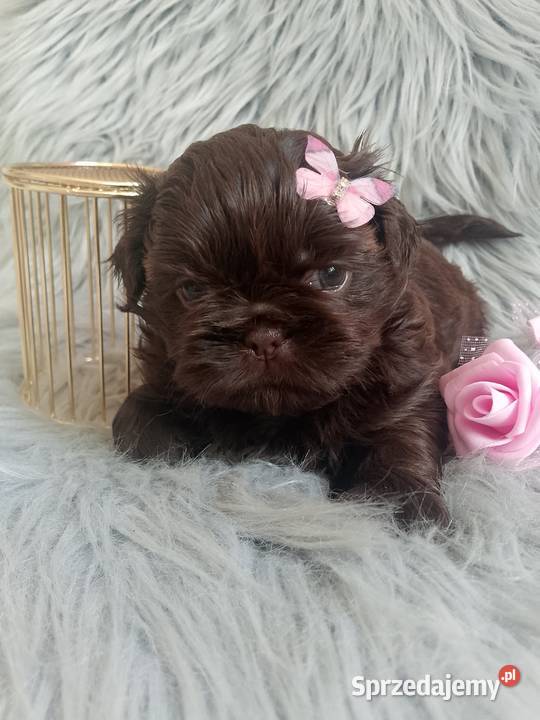 Czekoladowa suczka rasy ShihTzu szuka domku wielkopolskie Kępno