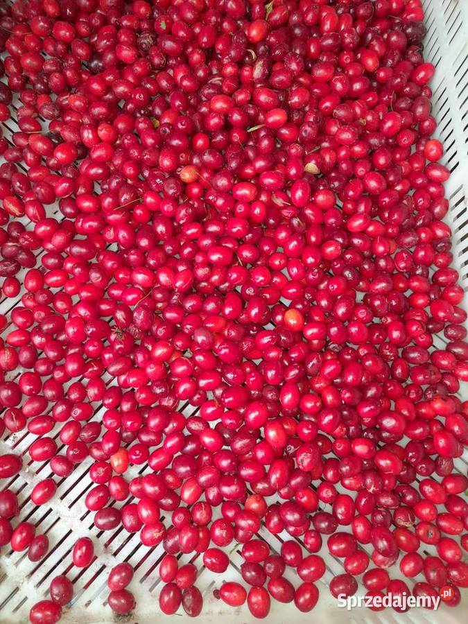 dereń jadalnynalewki dżemy Lublin