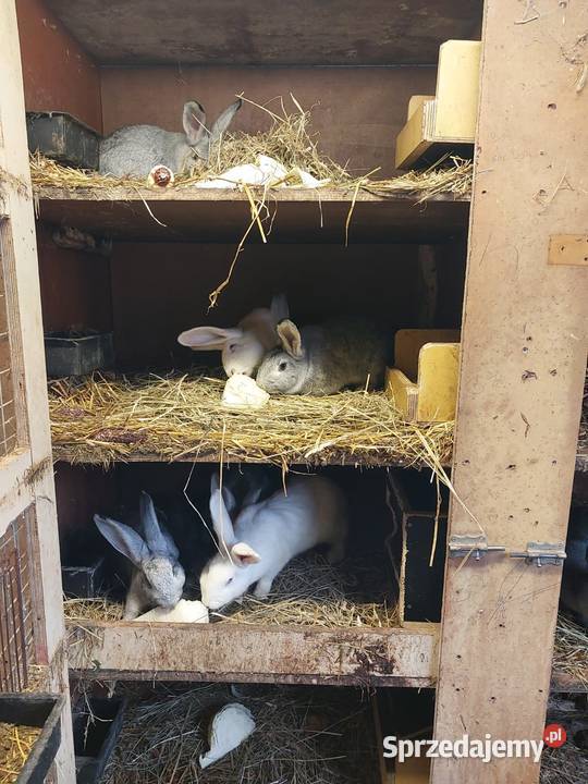 Sprzedam tuszki królicze