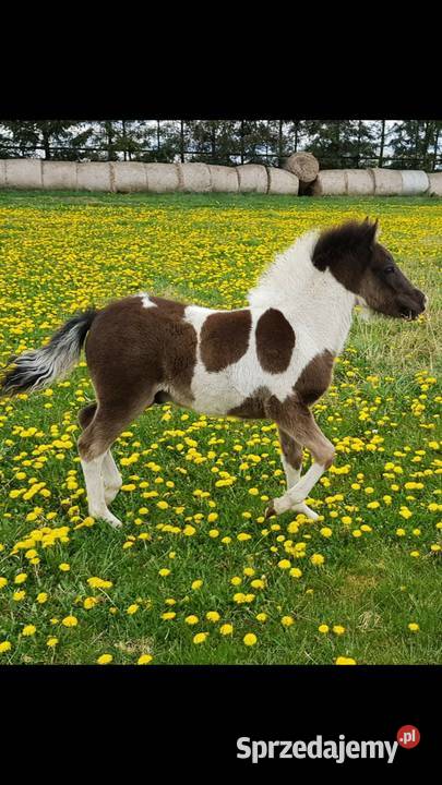 Kuc ogier kryjący 120 150 Krycie klaczy Szamotuły sprzedam