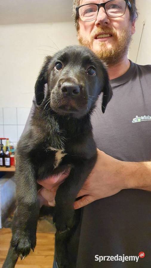 sprzedam szczeniaki labrador mix Płock
