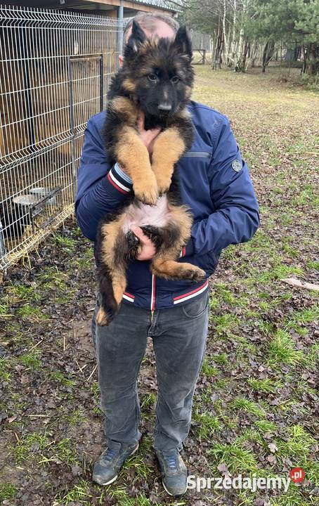 owczarek niemiecki Michałów sprzedam