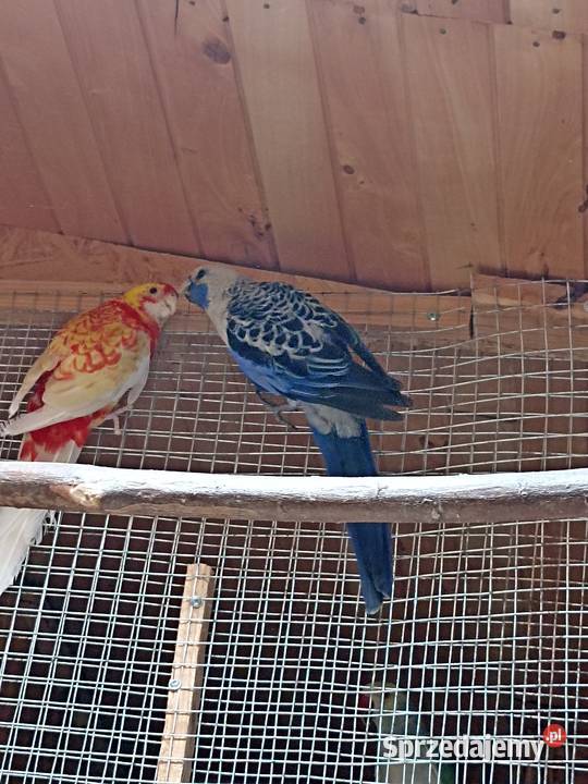 Sprzedam papugi rozelle królewskie aleksandretta Ptaki mazowieckie Kobyłka