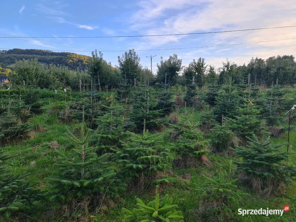 Jodła kaukaska choinka świąteczna